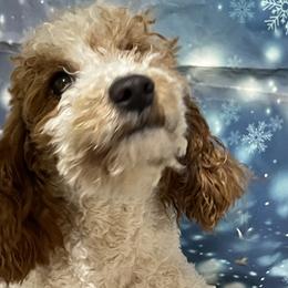 Sadie - Goldendoodle