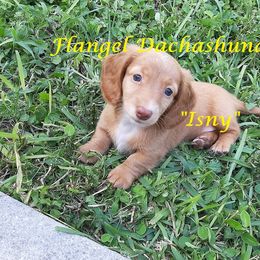 Dachshund Puppies from Flangel Dachshunds
