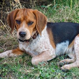Emmylou - Beagle