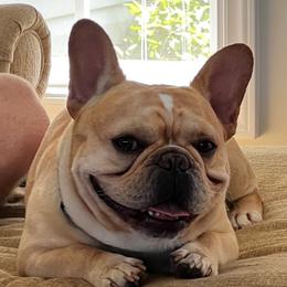 Gus - French Bulldog