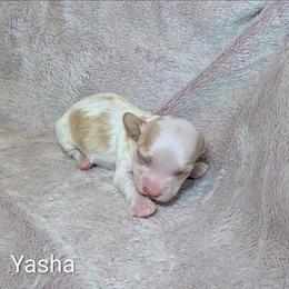 Yasha - Red and white female Cockapoo puppy in Sunset, Louisiana from Cano Cockapoos