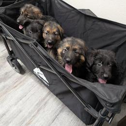 German Shepherd Puppies from League of Shepherds