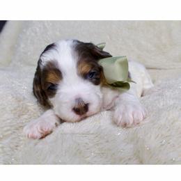 Holly - Merle female Bernedoodle puppy in Bowling Green, Ohio from Windy Creek Doodles