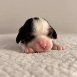 Dolly AKC - Blenheim female Cavalier King Charles Spaniel puppy in Katy, Texas from True Heart Cavaliers LLC