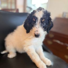Gus - Black and white male Aussiedoodle puppy in Lowville, New York from Adirondack Labradoodles