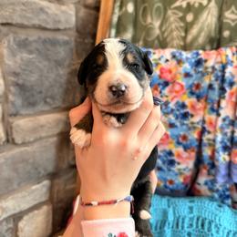 Himalaya - Tri-color male Bernedoodle puppy in Fort Meade, Florida from Baldwin Dood Ranch