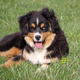 Valor - Black tri male Miniature American Shepherd puppy in Hillsdale, Michigan from Faithwalk Aussies and Mini American Shepherds