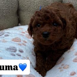 Kuma - Red  male Poodle puppy in Miami, Florida from Sakura Poodles
