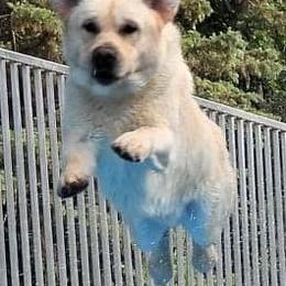 Labrador Retrievers from Ruff Roads Labradors