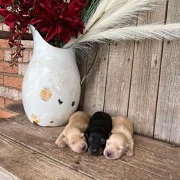 Dachshund Puppies from Little e Dachshunds
