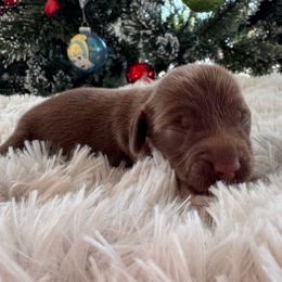 Moose - Chocolate and tan male Dachshund puppy in Wallingford, Kentucky from Hensley Homestead Dachshunds