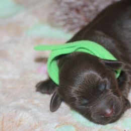 Cockapoo Puppies from JP Cockapoos LLC