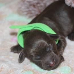 Cockapoo Puppies from JP Cockapoos LLC