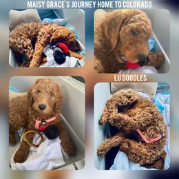 Goldendoodle Puppies from Lu Doodles