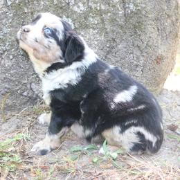 Vera - Blue merle female Australian Shepherd puppy in Macon, Georgia from Shaina’s Shepherds