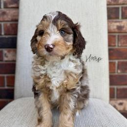 Harp - Chocolate merle male Bernedoodle puppy in Owasso, Oklahoma from Kallams Bernedoodles & Bernese Mountain Dogs