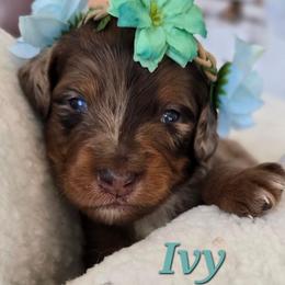Ivy - Red merle female Aussiedoodle puppy in Prescott Valley, Arizona from Ramirez Family Doodles