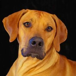 Rhodesian Ridgebacks from Hounds of Cambridge