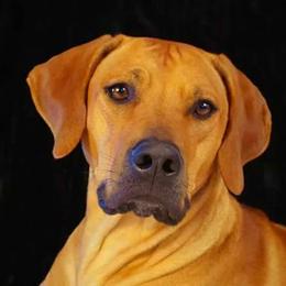 Rhodesian Ridgebacks from Hounds of Cambridge