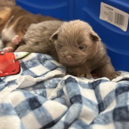 Girl 1 - Chocolate female Pomeranian puppy in El Sobrante, California from Little Lovers Kennels, LLC