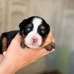 Navy - female Australian Mountain Doodle puppy in Henry, Illinois from Rowe Farms Doodles