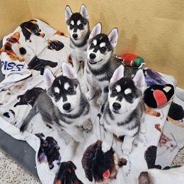 Siberian Husky Puppies from Kardrovi Siberians