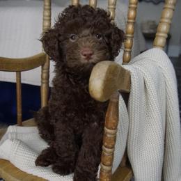 Ember ( Guardian Home Opportunity ) - Chocolate male Goldendoodle puppy in Davie, Florida from Miami Mini Doodles