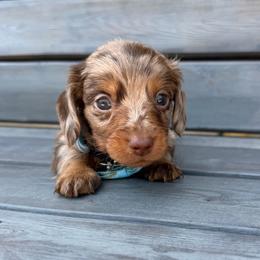 Chocolate Dapple Male - Dapple male Dachshund puppy in South Willard, Utah from Doxies in the Sun