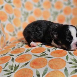 Girl 3 - White and black Pembroke Welsh Corgi puppy in Cypress, Texas from Boba Tea Corgis