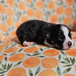 Girl 3 - White and black Pembroke Welsh Corgi puppy in Cypress, Texas from Boba Tea Corgis