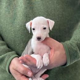 Girl 1 - White and blue female Italian Greyhound puppy in Sugar Valley, Georgia from Pinnacle Farm and Kennel