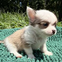 Piglet - Silver male Chihuahua puppy in Sherwood, Arkansas from Bartelt Breeders