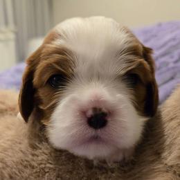 Blenheim Girl 1 - Blenheim female Cavalier King Charles Spaniel puppy in Meridian, Idaho from Reflection Cavaliers