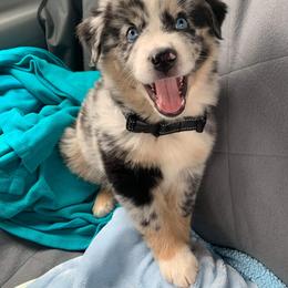 Australian Shepherd Puppies from Southern Boy Blues Aussies