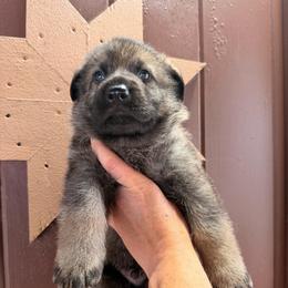 Boy 2 2,500 dollars - Sable male German Shepherd puppy in Hollis Center, Maine from Noble German Shepherds of Maine