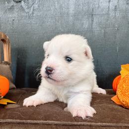 Hayden - White male American Eskimo Dog puppy in Live Oak, Florida from Pecan Ridge Puppies