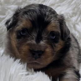 KB.BMF1 - Blue merle female Miniature Australian Shepherd puppy in Deer Lodge, Tennessee from KSH Aussie Haven