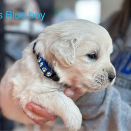 Boy 3 - Light golden male Golden Retriever puppy in Orland, California from Brownfield’s English Cream Golden Retrievers
