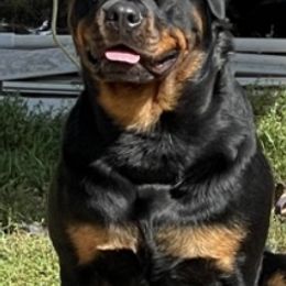 Rottweilers from Nevins Rottweilers