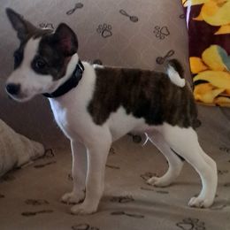 Black Collar Boy, formerly Royal Blue Collar Boy 2 - Brindle and white male Basenji puppy in Tuttle, Oklahoma from Steadfast Farm (SFF)