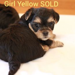 Yorkshire Terrier Puppies from JosRora Yorkies