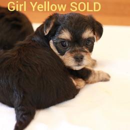 Yorkshire Terrier Puppies from JosRora Yorkies