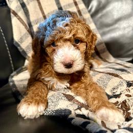 Winnie - Sable female Bernedoodle puppy in Jim Falls, Wisconsin from Pup Paw-fection