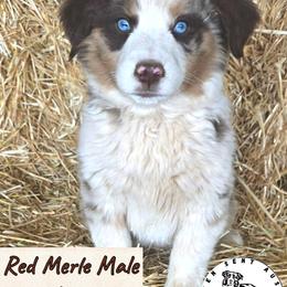 Qubert - Red merle male Miniature Australian Shepherd puppy in Jaroso, Colorado from Heaven Sent Aussies