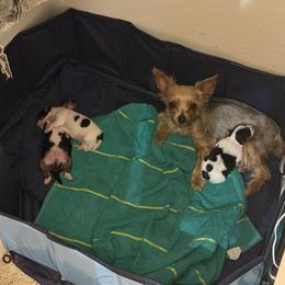 Yorkshire Terrier puppies from Cassandra Lopez