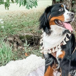 Bernedoodles and Bernese Mountain Dogs from Nova Valley Puppies