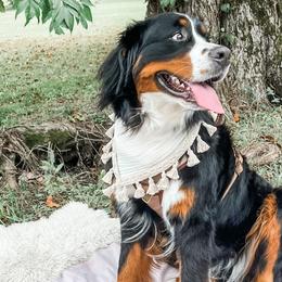 Bernedoodles and Bernese Mountain Dogs from Nova Valley Puppies