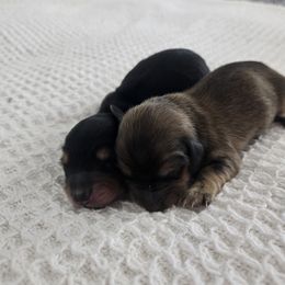 Dachshund Puppies from T&J Lovable Long-Haired AKC Dachshunds
