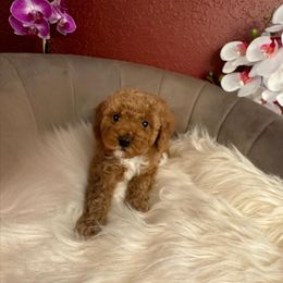 Girl 2 - Red  Poodle puppy in Davie, Florida from Dave Poodles