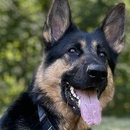 German Shepherds from Copper Hill German Shepherds